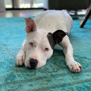 Meet your Posher, Mj